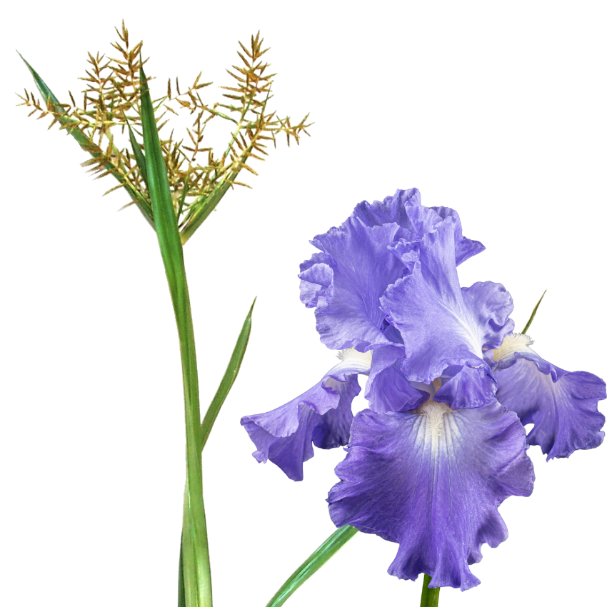 B21 Extraordinaire Absolute Youth Night Cream