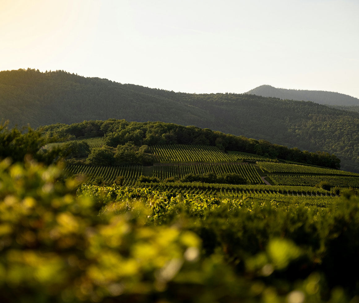 Sunlit vineyard and forested hills representing Orlane’s commitment to natural ingredients and sustainable beauty sources